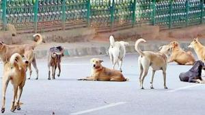 Telangana police book village panchayat members in 100 stray dogs killing case